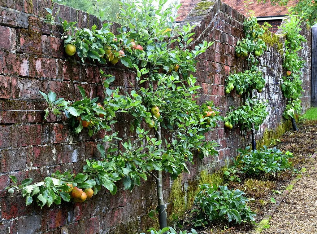 Apple — Shop — The Barefoot Garden Center